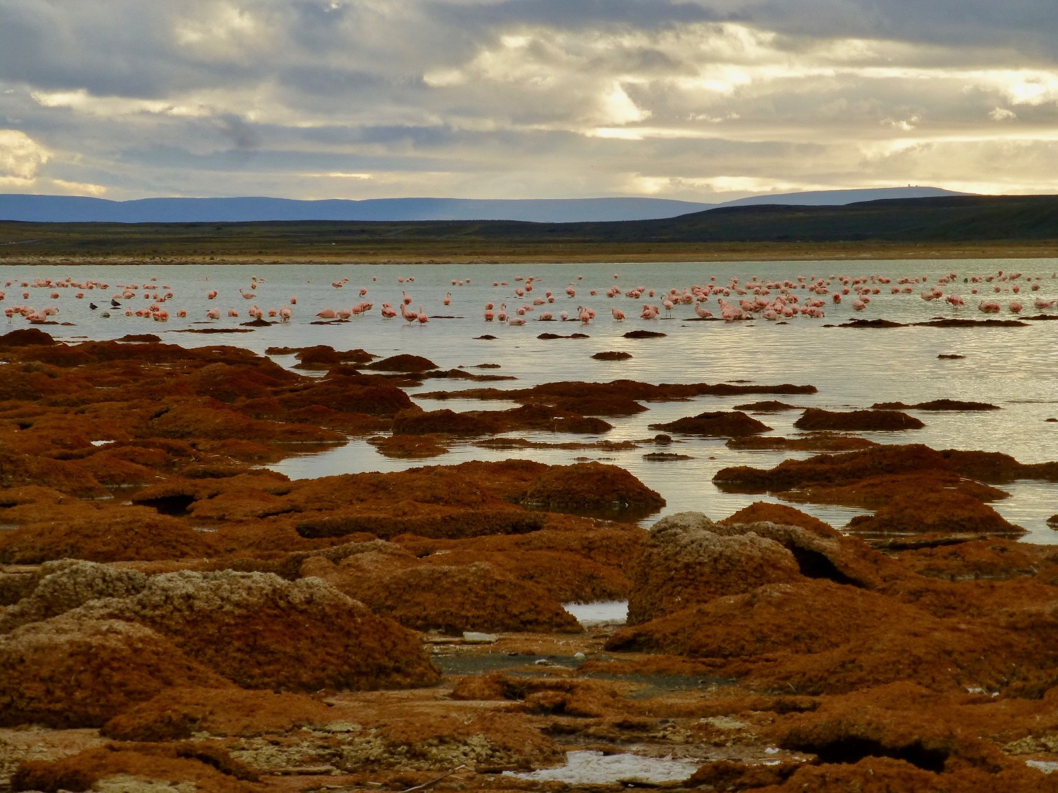 TDF-Orange-Rocks-And-Flamingos-6-23-20