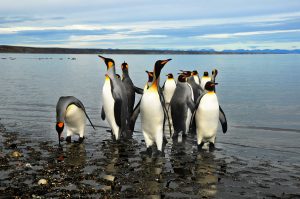 TDF-Group-of-King-Penguins-on-Beach-5-8-2020