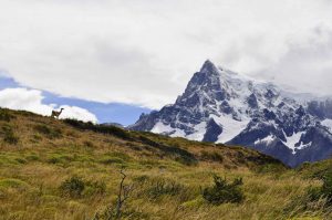 TDF-Guanaco-In-Grass-In-Front-Of-Mountain-5-11-20
