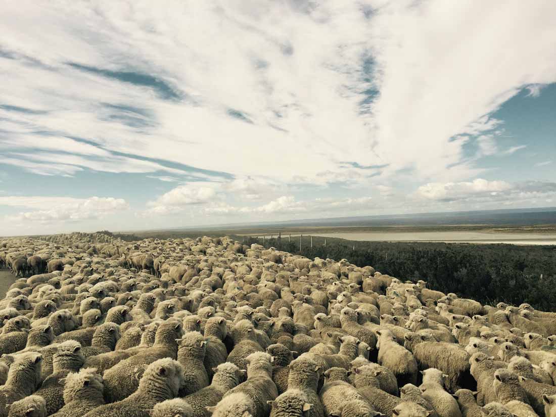 TDF-Herd-Of-Sheep-6-25-20