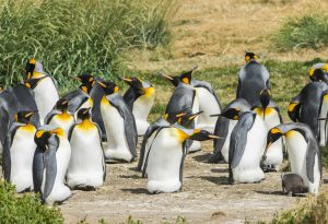 TDF-Penguins-Near-Grass-6-23-20