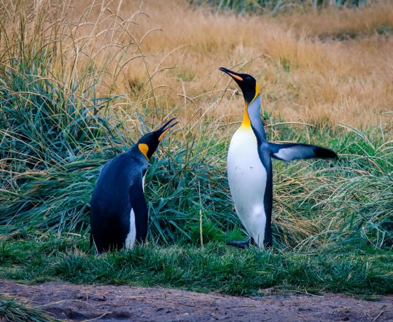 pinguins chile tour