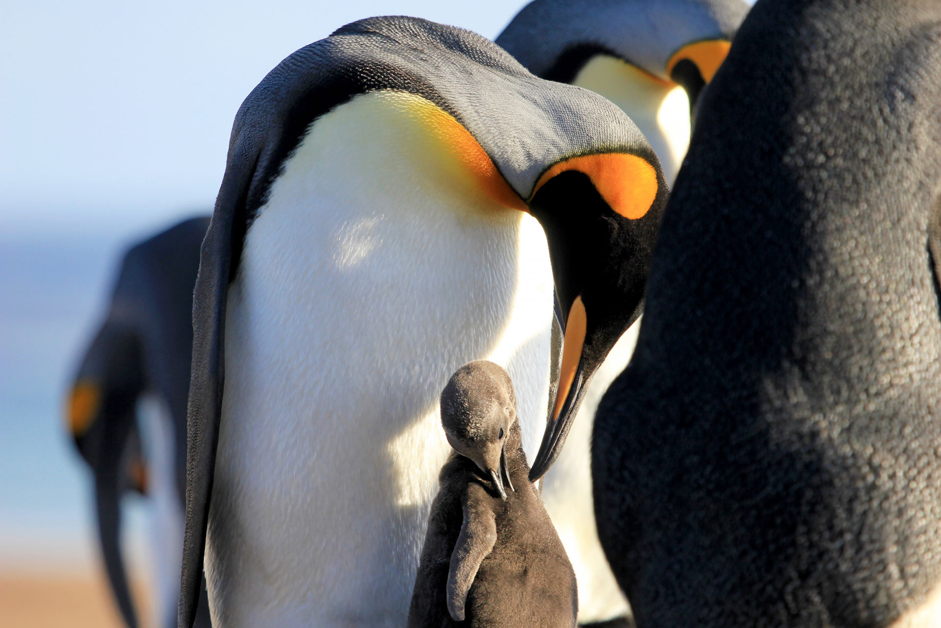 TDF-King-Penguin-With-Chick-6-23-20