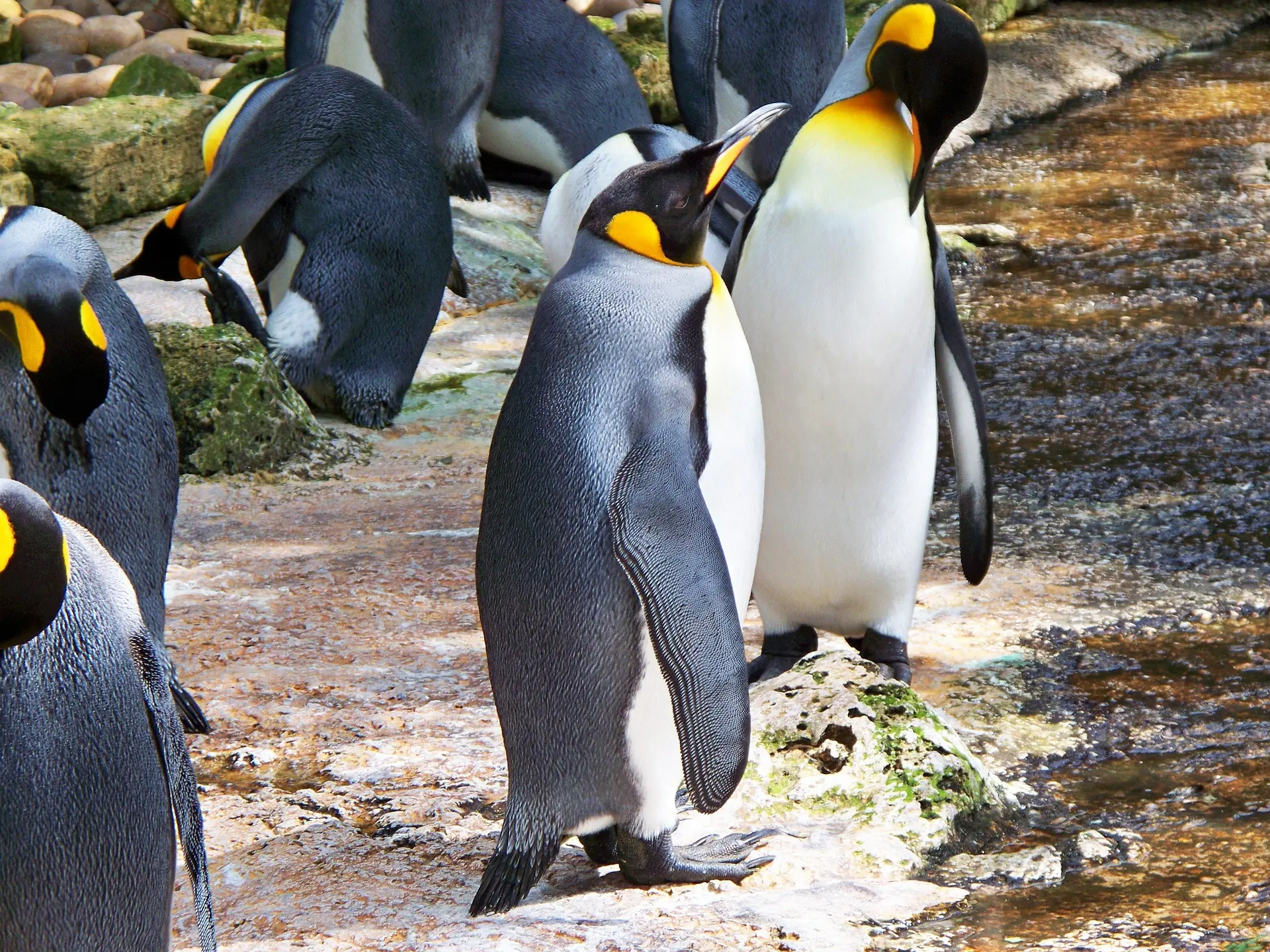Pingüino Rey y Estromatolitos